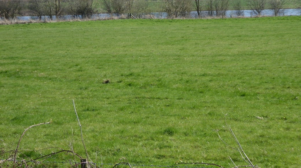 Wollaston Meadows is a biological Site of Special Scientific Interest south of Wellingborough in Northamptonshire.