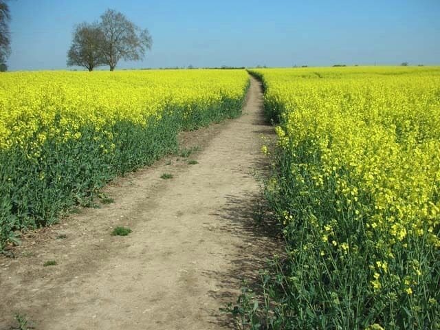 Footpath from Wollaston to Irchester The farmer has left a wide path through the crop of oil seed rape