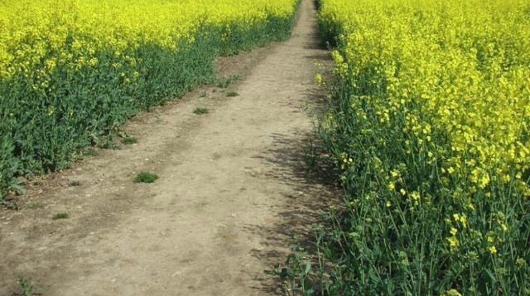 Footpath from Wollaston to Irchester The farmer has left a wide path through the crop of oil seed rape