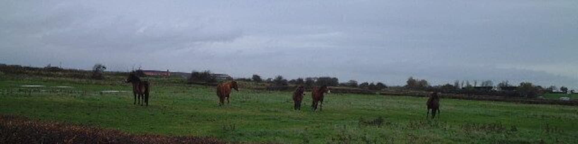 Horses in a field. Field near Hutton Village.