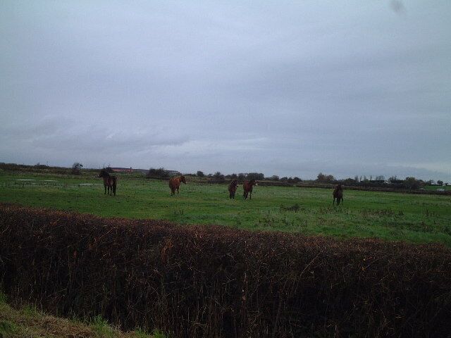 A field with horses grazing under an overcast sky.