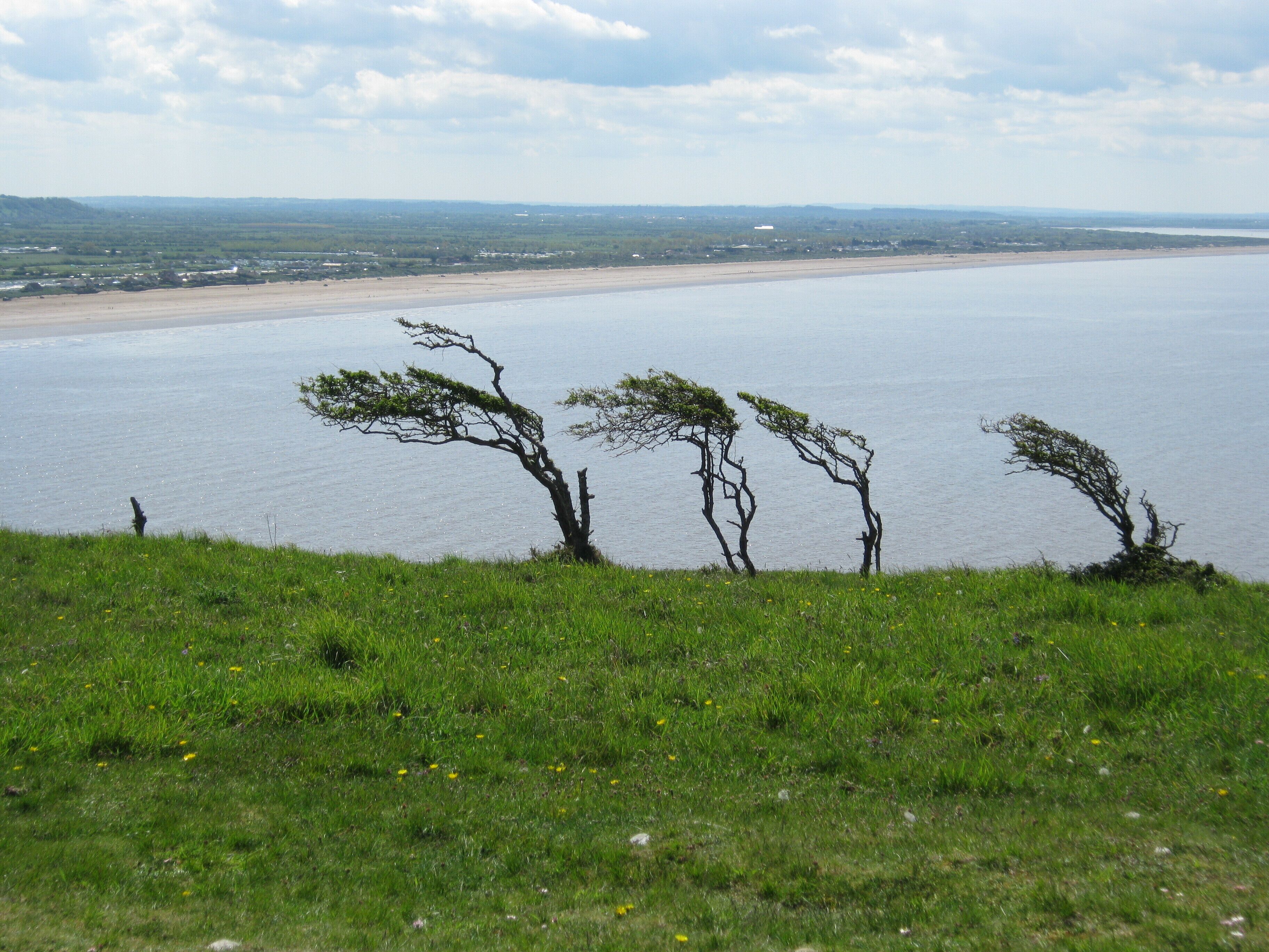 A coastal landscape with three bent trees on a grassy hill overlooking a beach and calm sea.