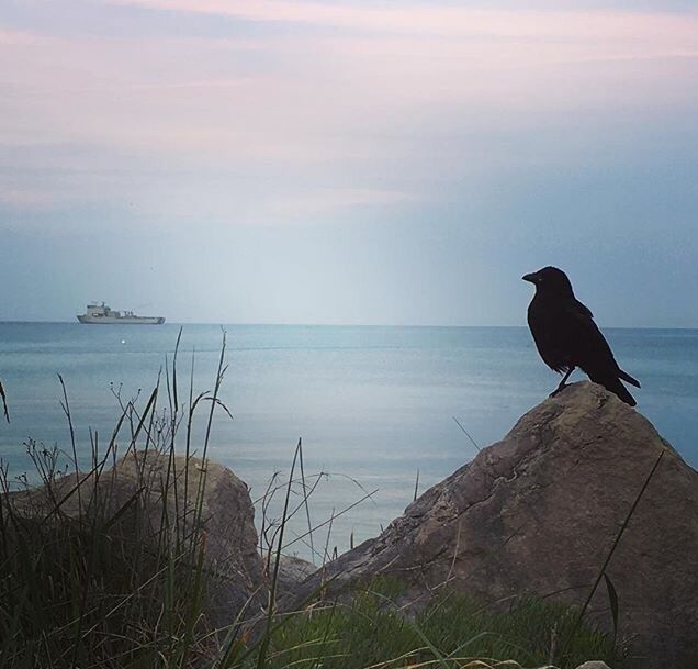 Early evening Blackbird.. resting near Nothe Fort Weymouth.