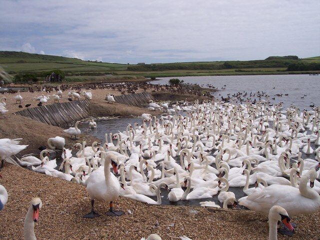 A large flock of white swans gathered by a lake with a grassy landscape in the background.