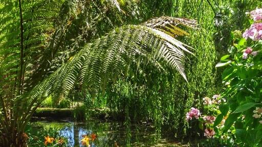 Upwey in the shade. They might look like fish but they are in fact lilies.