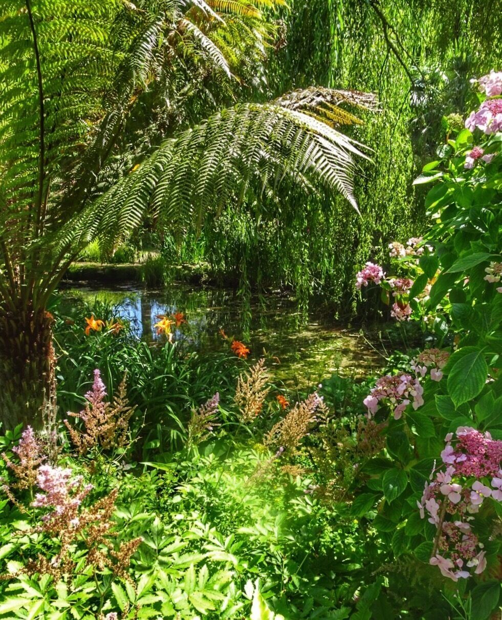 A lush garden with a pond, ferns, and flowering plants.