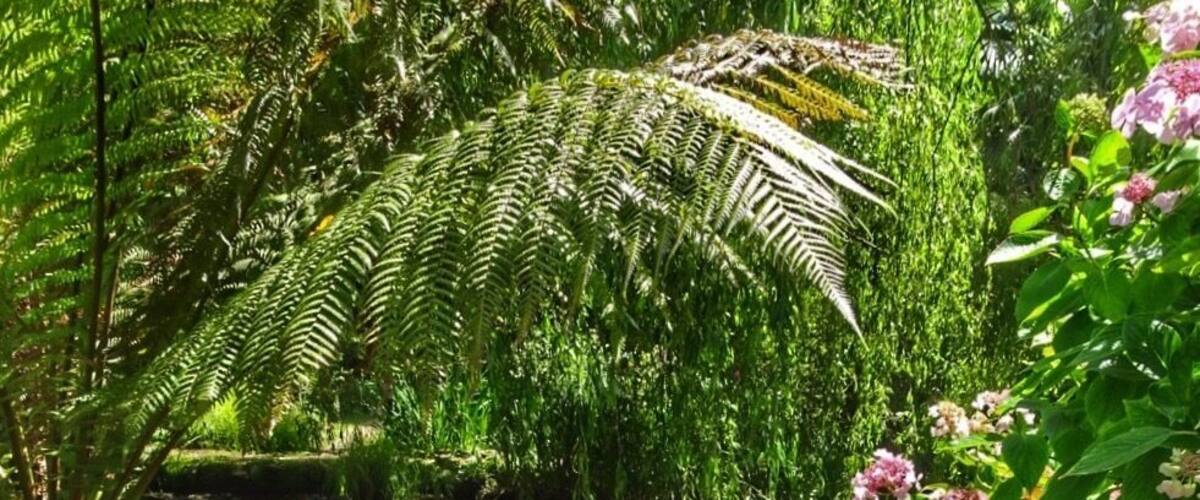 A lush garden with a pond, ferns, and flowering plants.