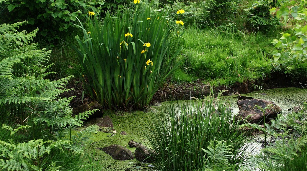 Medieval Cattle Watering Hole Two medieval cattle watering holes have been located at Pex Hill this one was planted with Flag Iris and Canadian Pond Weed. Sadly it is now neglected and needs working on badly.