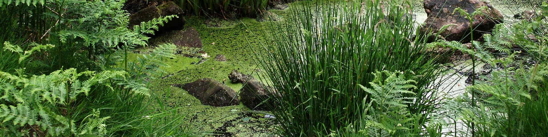 Medieval Cattle Watering Hole Two medieval cattle watering holes have been located at Pex Hill this one was planted with Flag Iris and Canadian Pond Weed. Sadly it is now neglected and needs working on badly.