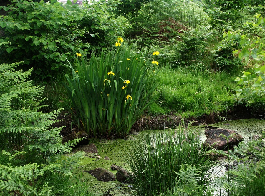 Medieval Cattle Watering Hole Two medieval cattle watering holes have been located at Pex Hill this one was planted with Flag Iris and Canadian Pond Weed. Sadly it is now neglected and needs working on badly.