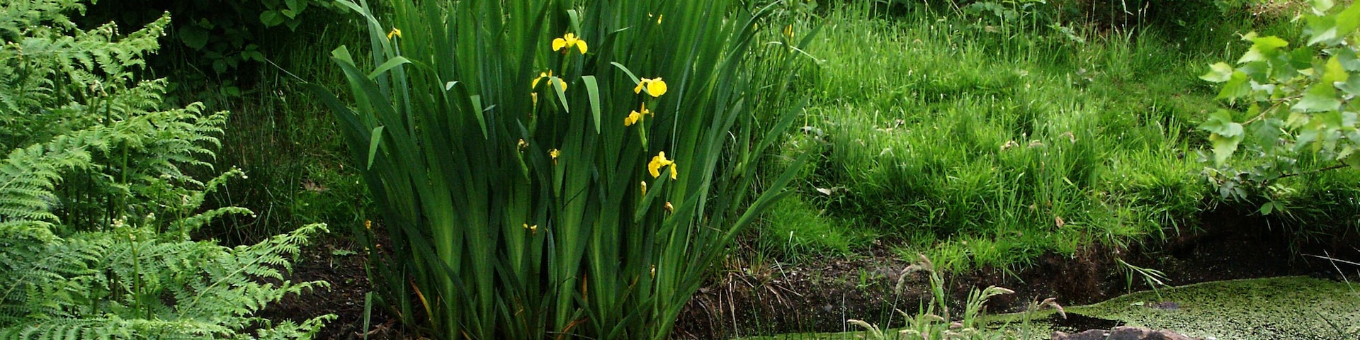Medieval Cattle Watering Hole Two medieval cattle watering holes have been located at Pex Hill this one was planted with Flag Iris and Canadian Pond Weed. Sadly it is now neglected and needs working on badly.