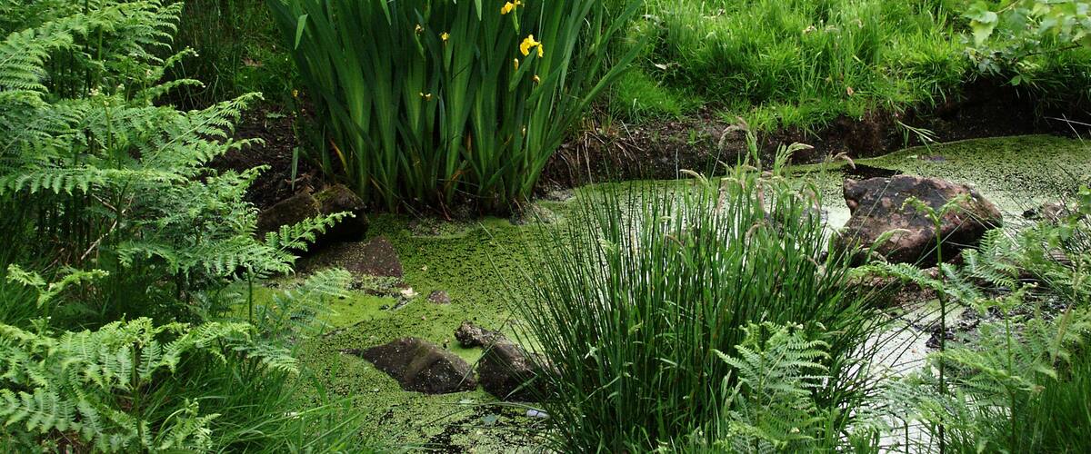 A lush green forest with a small stream and yellow flowers.