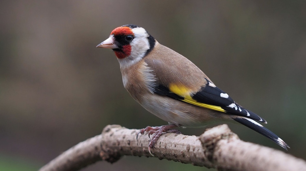 European Goldfinch (Carduelis carduelis)