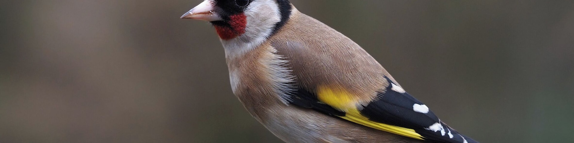 European Goldfinch (Carduelis carduelis)
