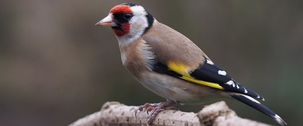 A bird perched on a branch.
