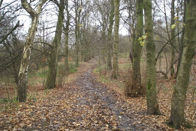 Woodland walk in Rayner Park, Danes Valley