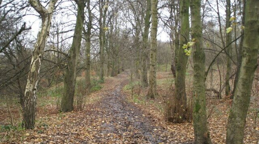 Woodland walk in Rayner Park, Danes Valley