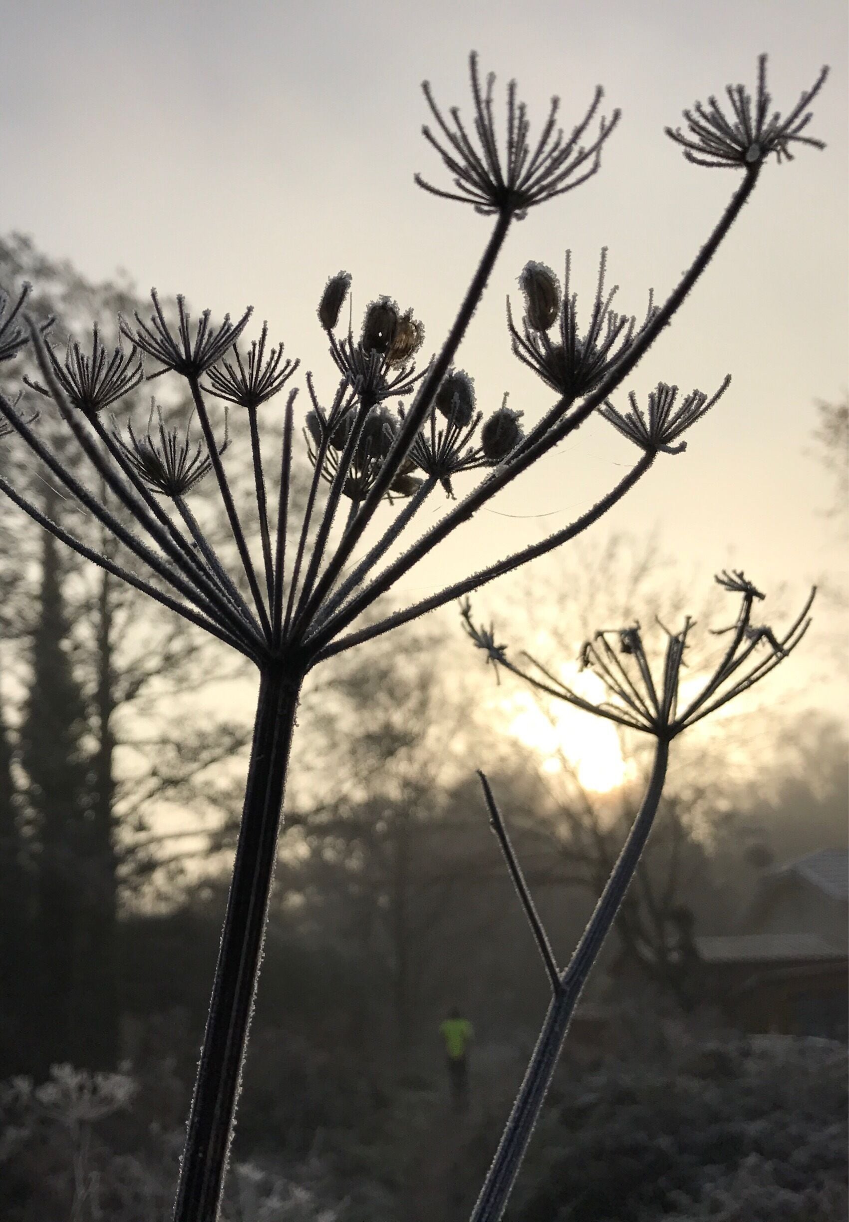 Frosty morning - out for a jog. 