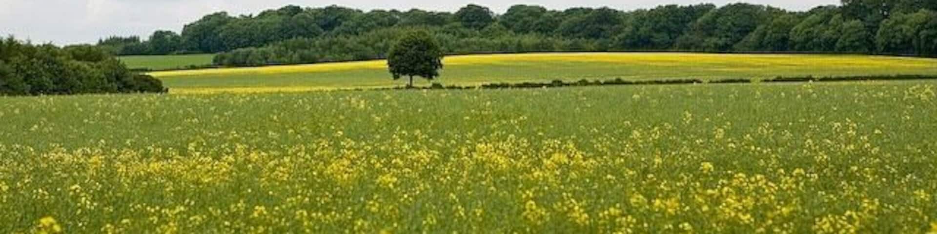 Fields NW of Three Maids Hill Seen from minor road to Littleton.