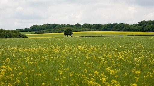 Fields NW of Three Maids Hill Seen from minor road to Littleton.