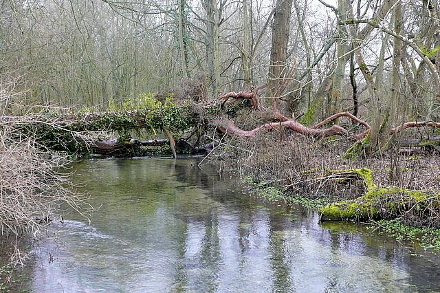 River Dever Looking downstream at the young river. It is a tributary of the River Test and shares with its bigger sister the accolade of being a high quality chalk stream with excellent fishing.