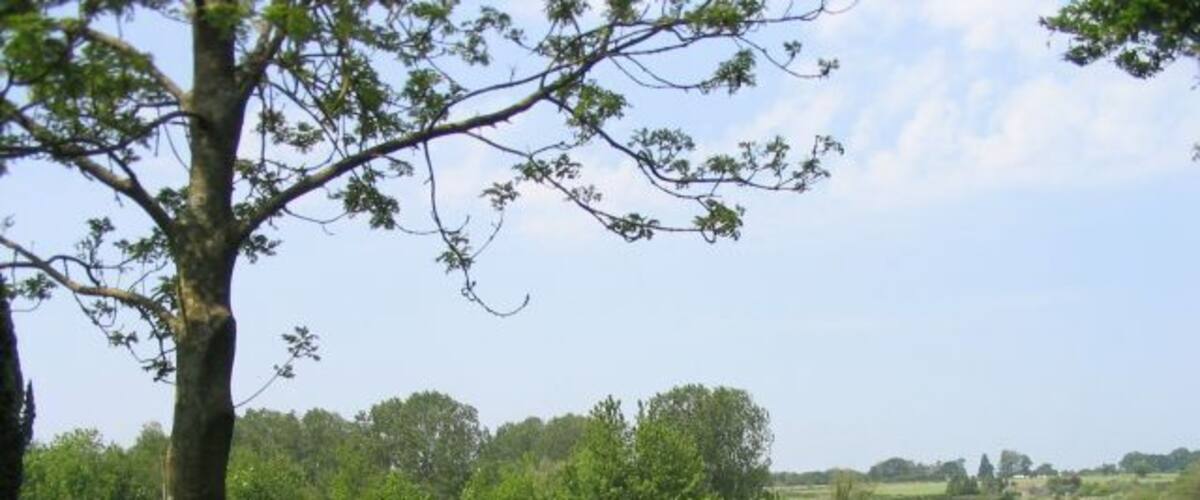 A cemetery with headstones and a large tree in the foreground.