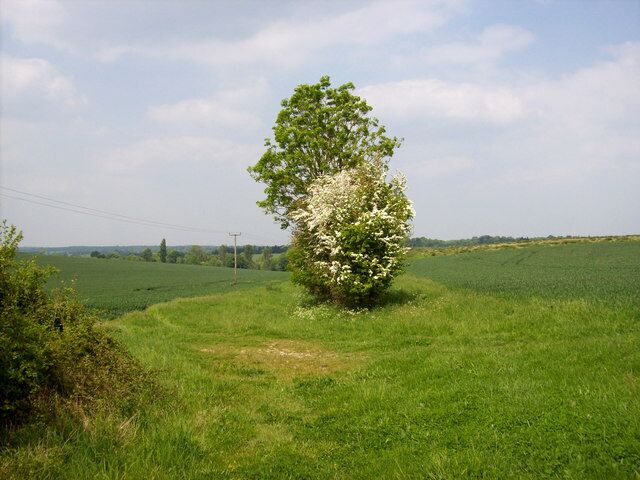 Barton Stacey - Start Of A Hedge Line The start of a hedge dividing two fields.