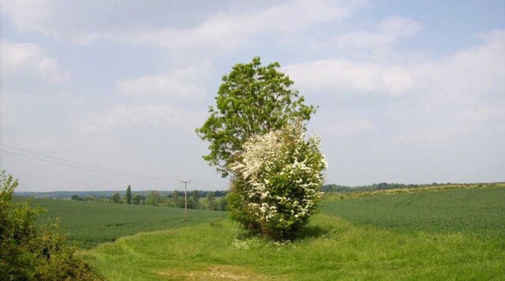 Barton Stacey - Start Of A Hedge Line The start of a hedge dividing two fields.