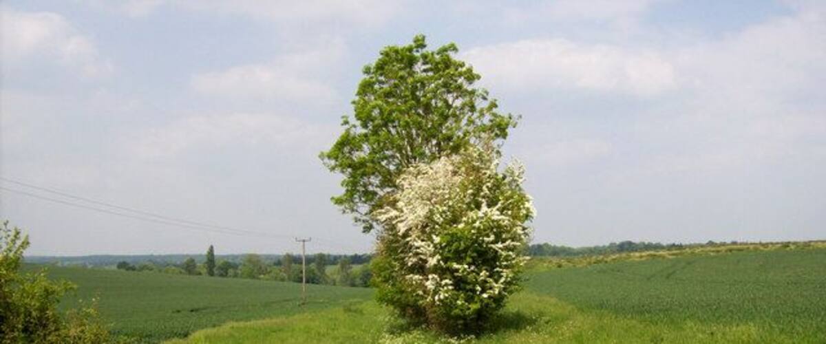 A rural landscape with a single tree in the center, surrounded by green fields and a clear sky.