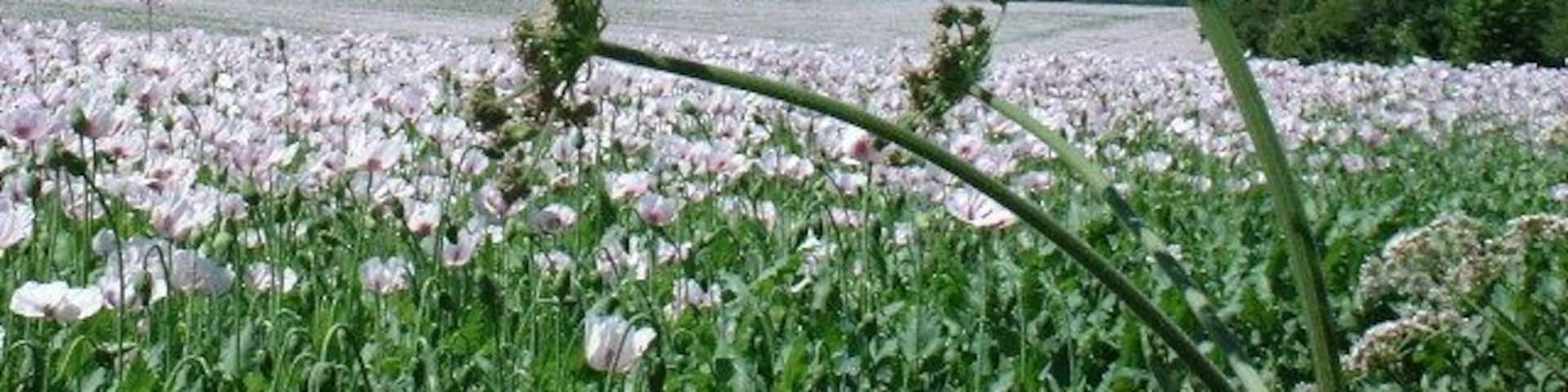 A field of white flowers in front of a lake with a clear sky.