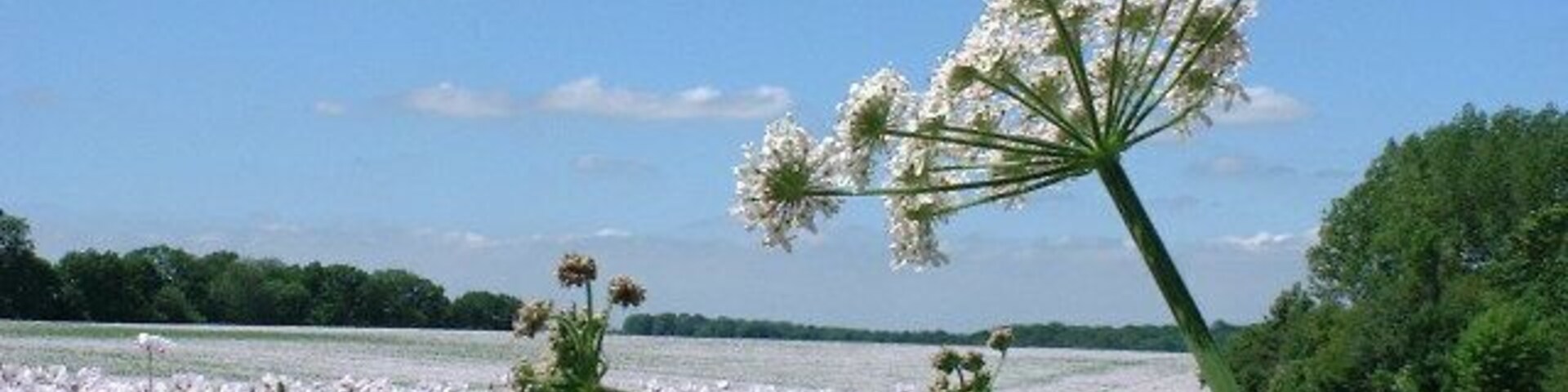 Um campo de flores brancas à frente de um lago sob um céu claro.