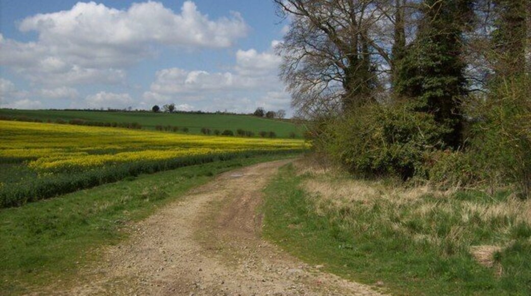 Barton Stacey - Oil Seed Rape Field The yellow peril has made it's self known earlier than usual this year.