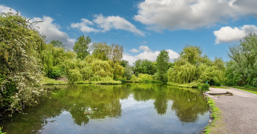 A calm river with ducks, surrounded by lush greenery and trees.