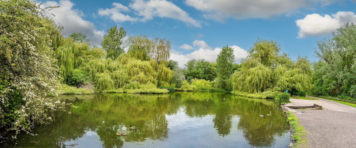 A calm river with ducks, surrounded by lush greenery and trees.