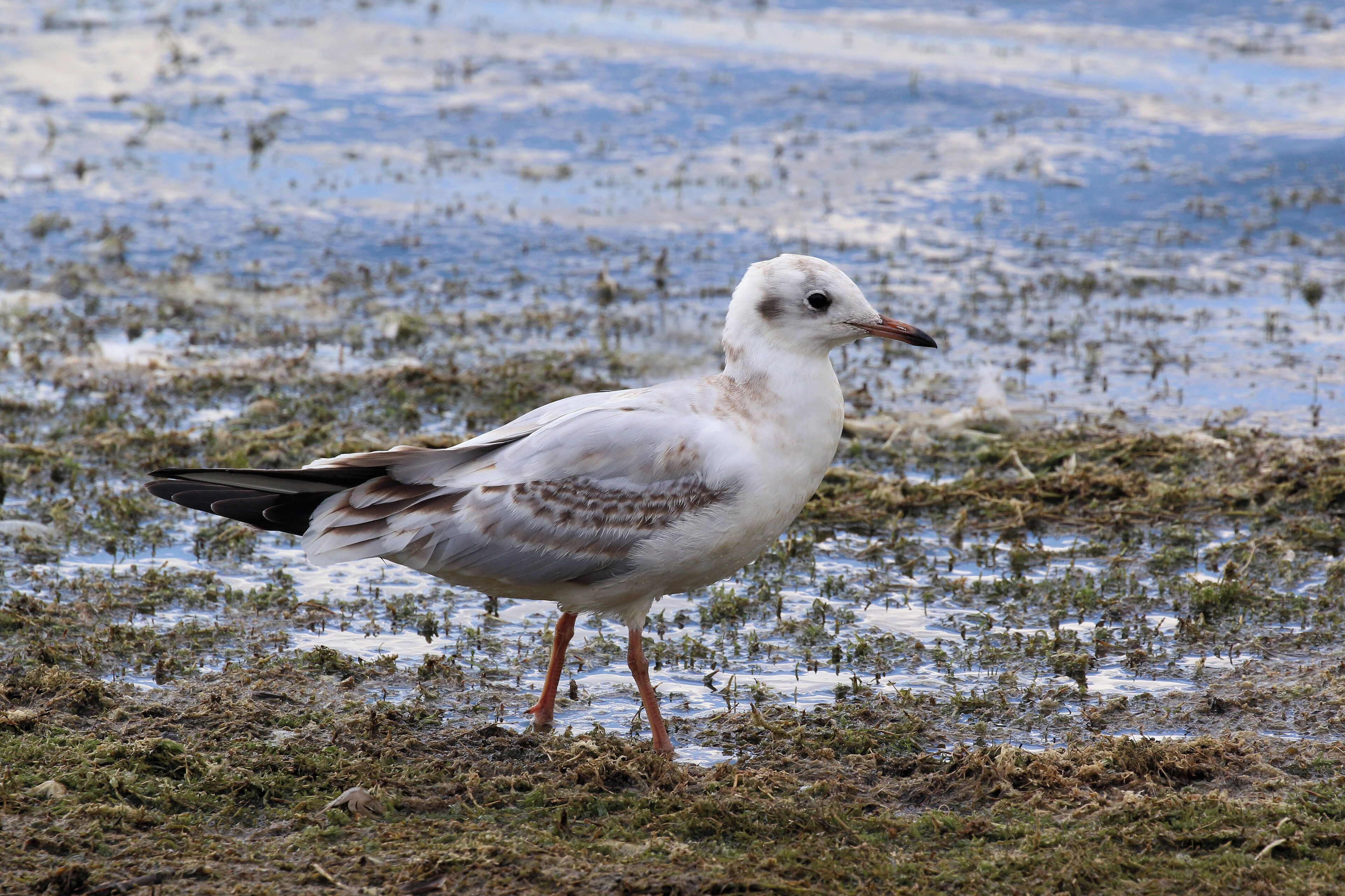 Black-headed gull (Chroicocephalus ridibundus) juvenile, Standlake Pit 60, Oxfordshire