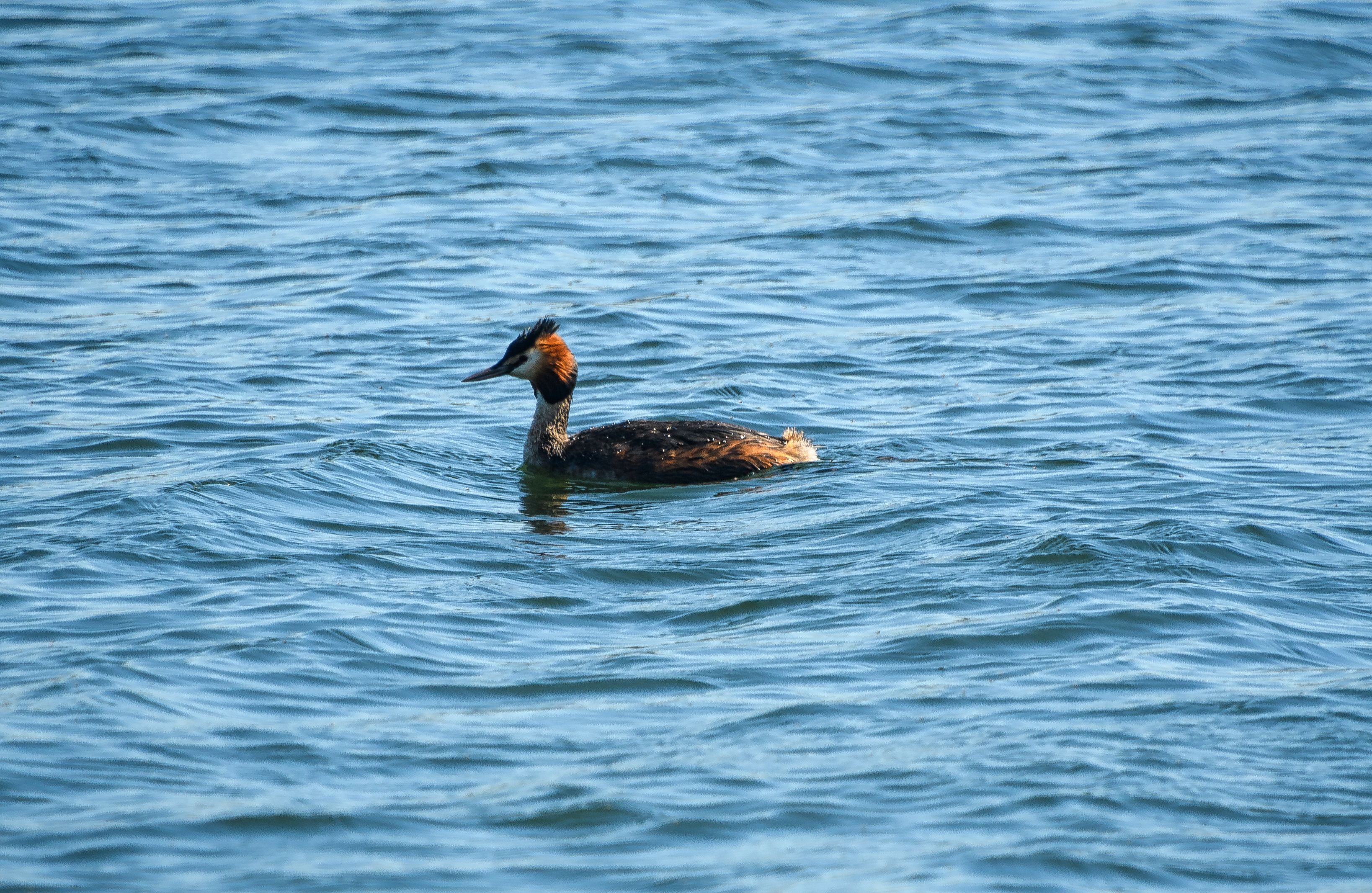 A great Crested Grebe swimming on the lakes at Dinton Pastures