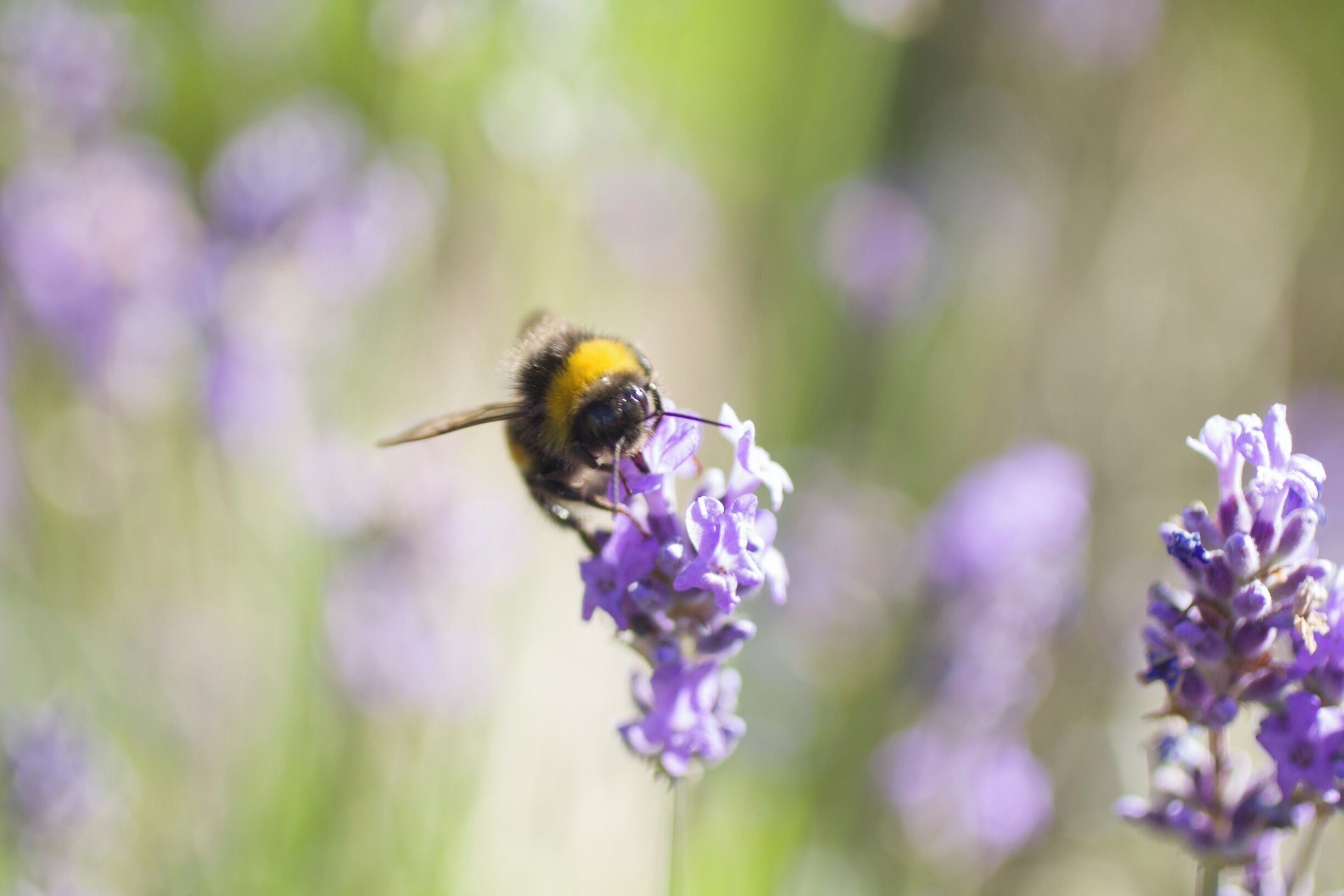 A visitor to my garden one late summer evening. #lavender #bees #wildlife