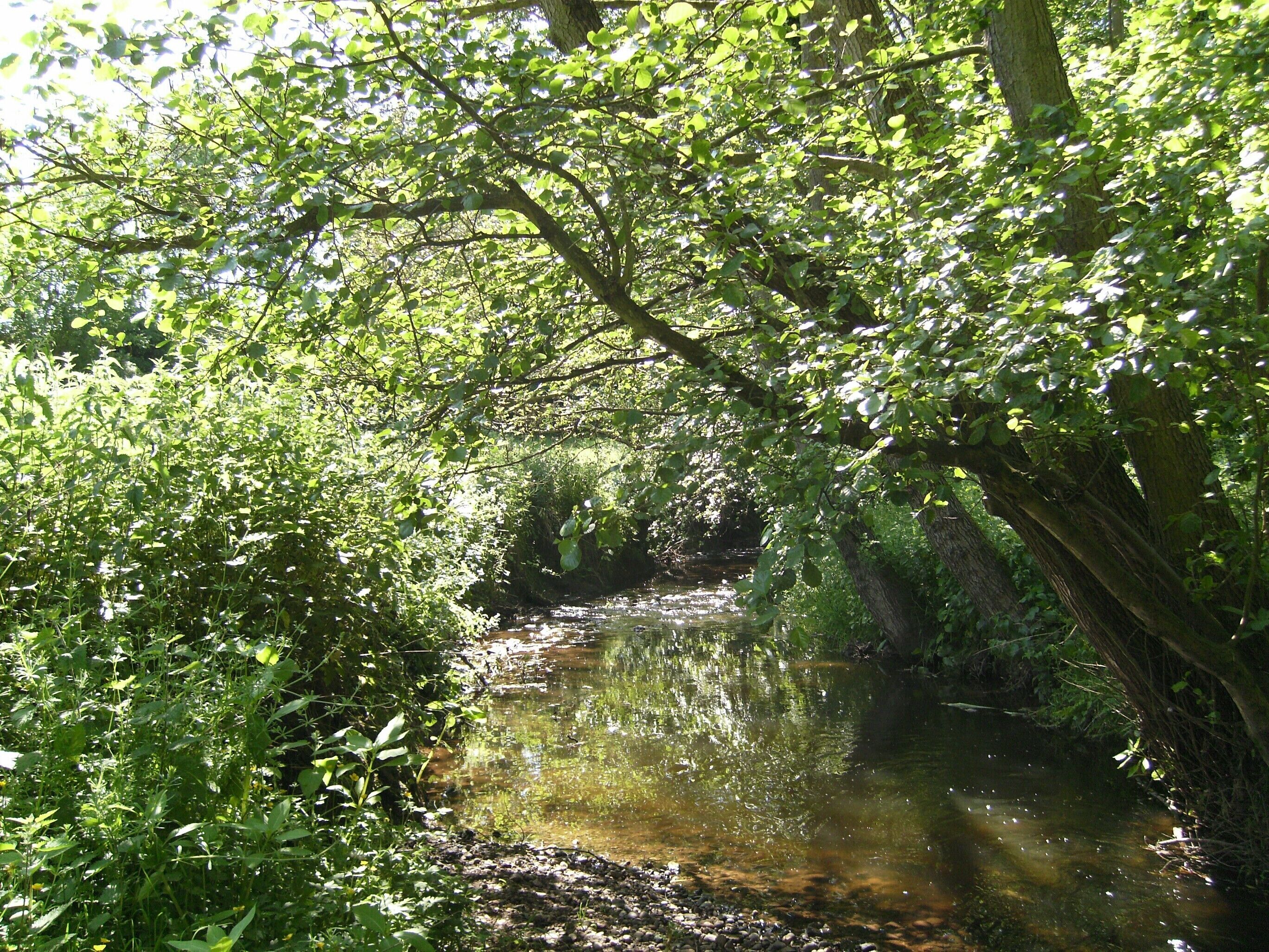Wom Brook at Giggety Estate, Wombourne, South Staffordshire, England