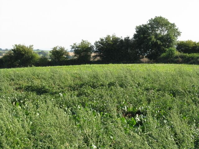 Field Above Upper Sapey