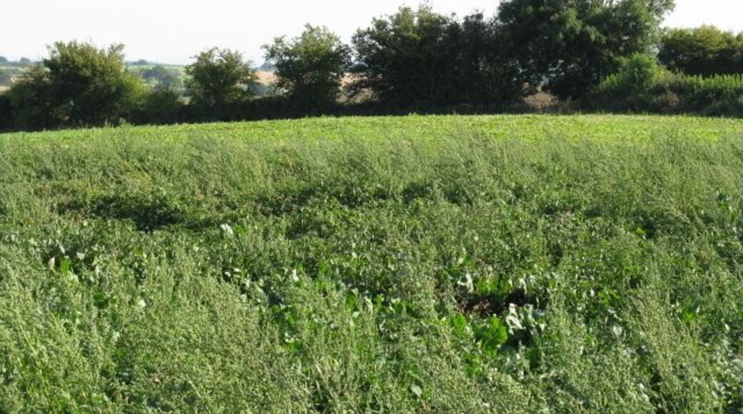 Field Above Upper Sapey