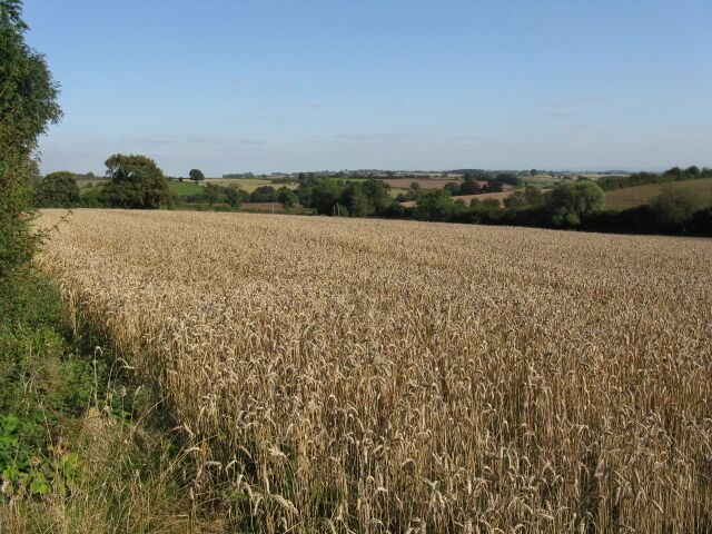 Waiting For The Combine Most fields locally had been cropped by the date of this photo. The farmer was at work on the other side of the lane.