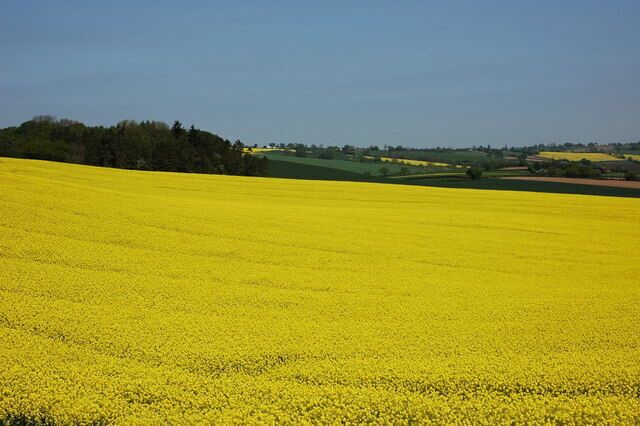 Oil Seed Rape near Abberley A field of oil seed rape in a field to the west of Abberley.