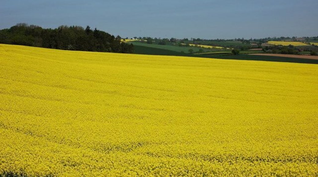 Oil Seed Rape near Abberley A field of oil seed rape in a field to the west of Abberley.