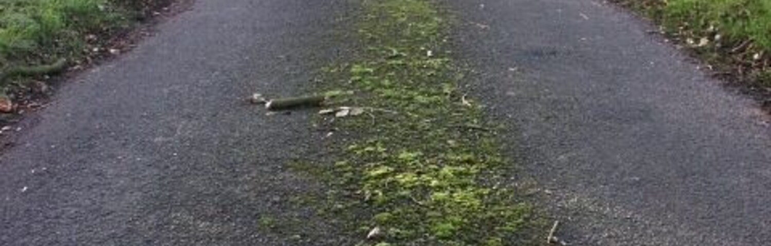 Slutshole Lane, Spooner Row Funnily enough, there was no street sign on this lane (probably stolen!) - although there may be one at the other end. It's cut by the railway now, and I didn't fancy the round trip to check! I can't find any information online as to where this name may derive from, but a Geograph reader emailed me (thank you!) to say: "The name seems to come from sluice or sluits, a derivative of the Dutch for sluice (sluis). Slutch has also been mentioned which means a build up of gritty sludge... as you can see none of which anything remotely rude... I can confirm both road signs were stolen many years ago!" Addition: I've been informed that this road name is number one in this book: http://tinyurl.com/ynmwhe.