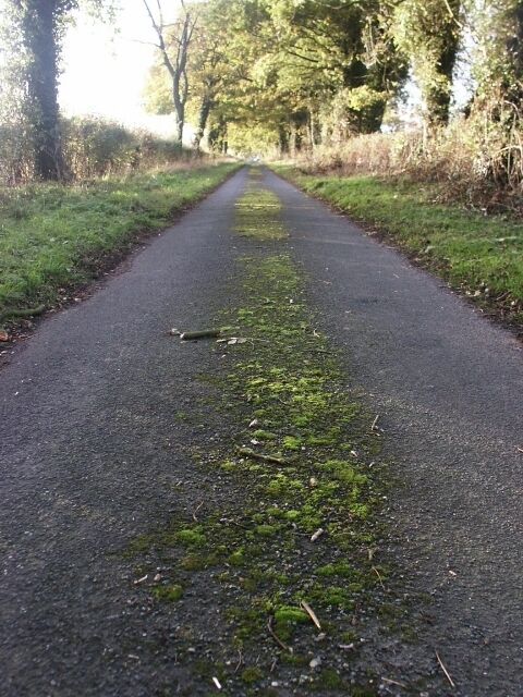 A narrow road with moss growth on the surface, surrounded by trees and grass.