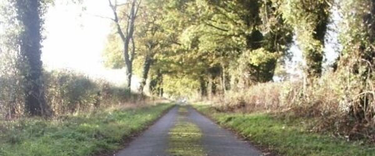 A narrow road with moss growth on the surface, surrounded by trees and grass.