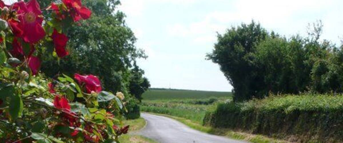 Netherstoke to Closworth road. A beautiful wild rose brings a splash of colour to a minor road in North Dorset.