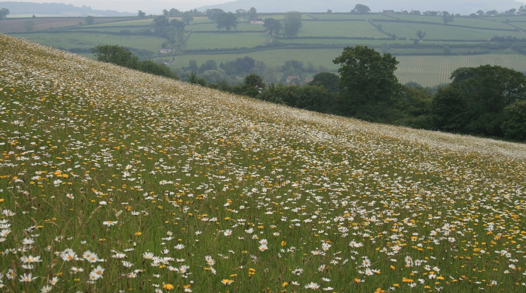 Wild flowers at Hardington Moor nature reserve South facing slope of Hardington nature reserve covered in early summer flowers