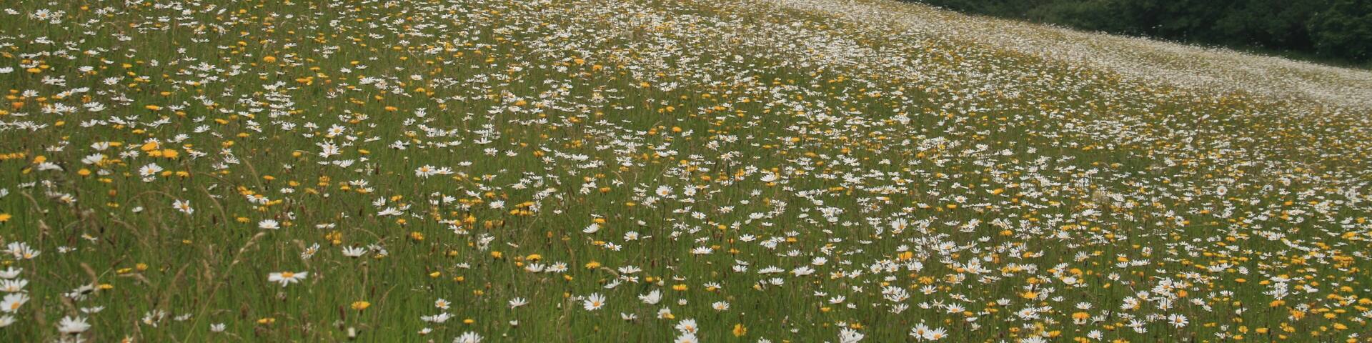 Wild flowers at Hardington Moor nature reserve South facing slope of Hardington nature reserve covered in early summer flowers
