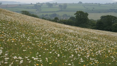 Wild flowers at Hardington Moor nature reserve South facing slope of Hardington nature reserve covered in early summer flowers